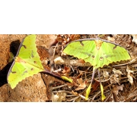African Moon Moth Argema mimosae 15 eggs African Moon Moth Argema mimosae 15 eggs